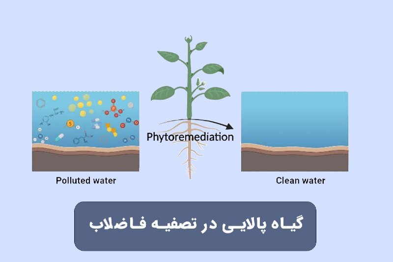 گیاه پالایی در تصفیه فاضلاب چگونه عمل می‌کند؟